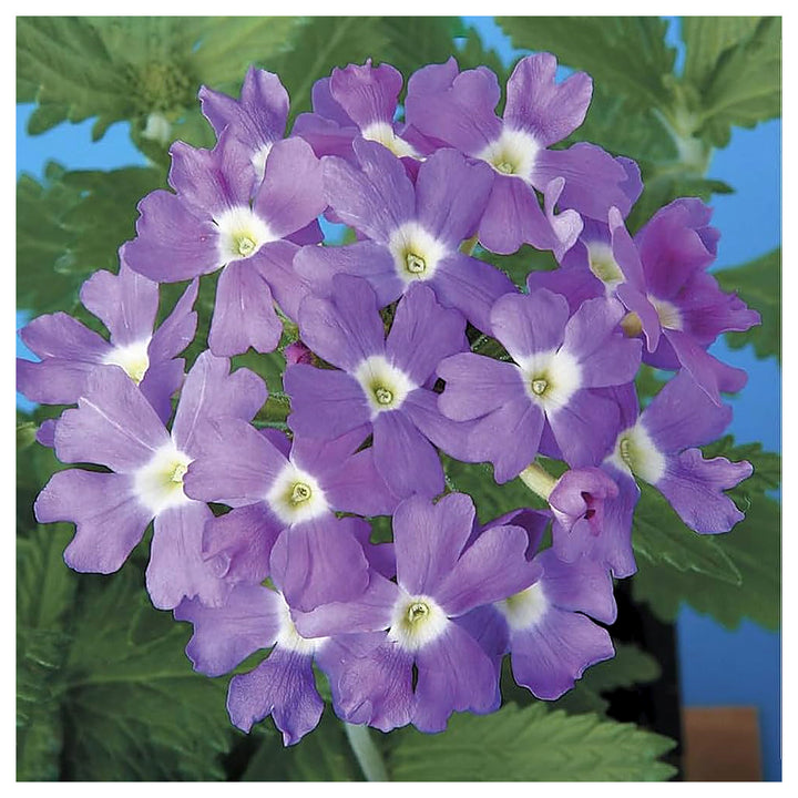 Lavender White Verbena Flower Seeds – Heirloom Non-GMO High Germination Organic Garden Seeds for Planting | Neera Seeds product photo [neera-v4-8b1494d24c29769de3ba]