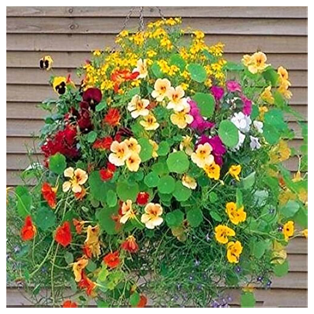 Nasturtium Flower Easy To Grow Garden Flower Seeds Home Garden Planting, Lush Organic Blooming | Neera Seeds product photo [neera-v4-8b1763dfc510eada428a]