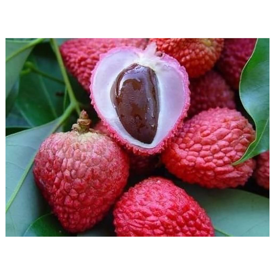 Red Lychee Fruit Seeds for Planting – Sweet &amp; Exotic Lychee Fruits, Heirloom &amp; Non-GMO, High Germination Seeds | Neera Seeds product photo [neera-v4-8b18b180507ec78e5a5d]