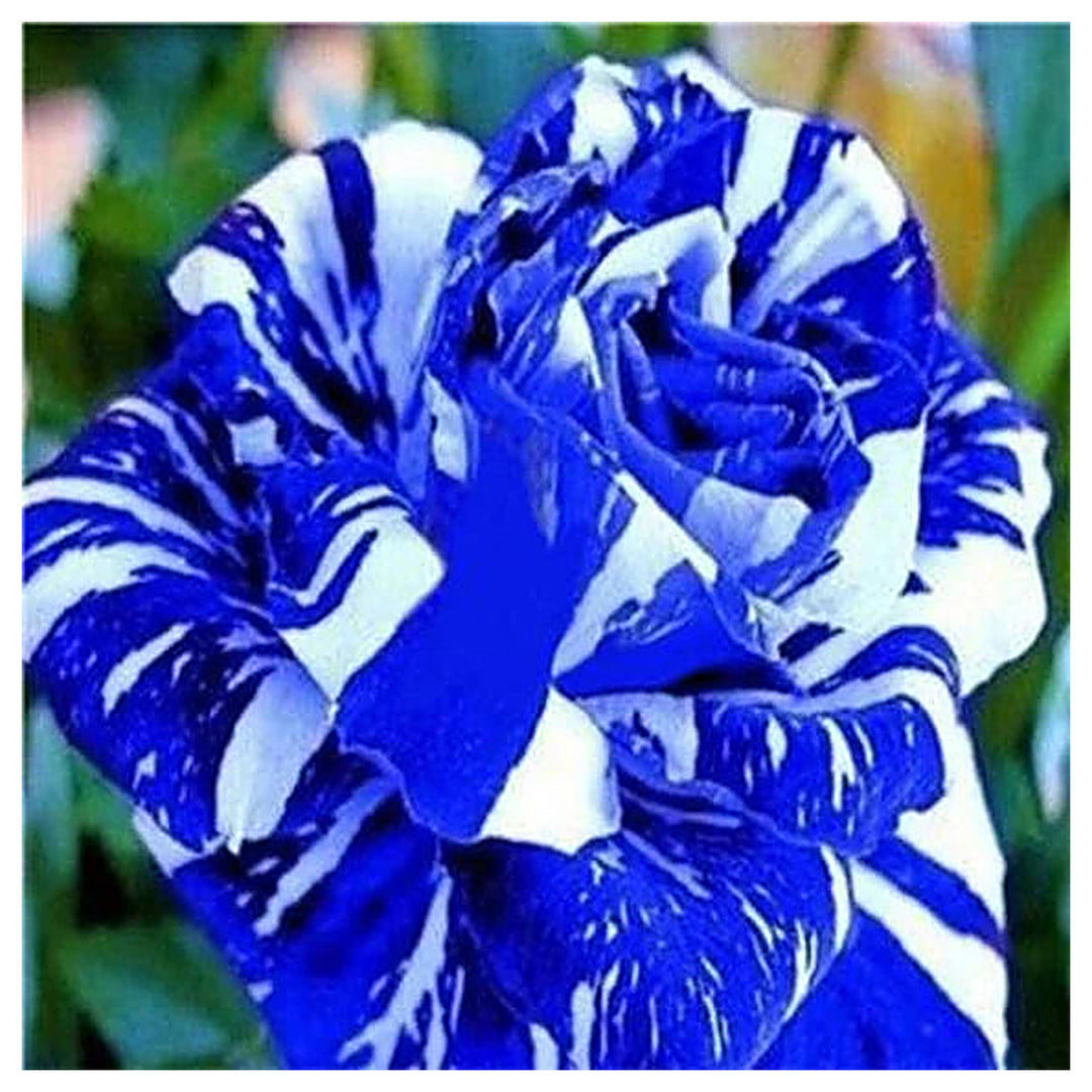 Tiger Stripe Blue Rose Seeds for Planting – Heirloom Non-GMO Flower Seeds for Gardens | Neera Seeds product photo [neera-v4-8b18b668866077ca0f70]