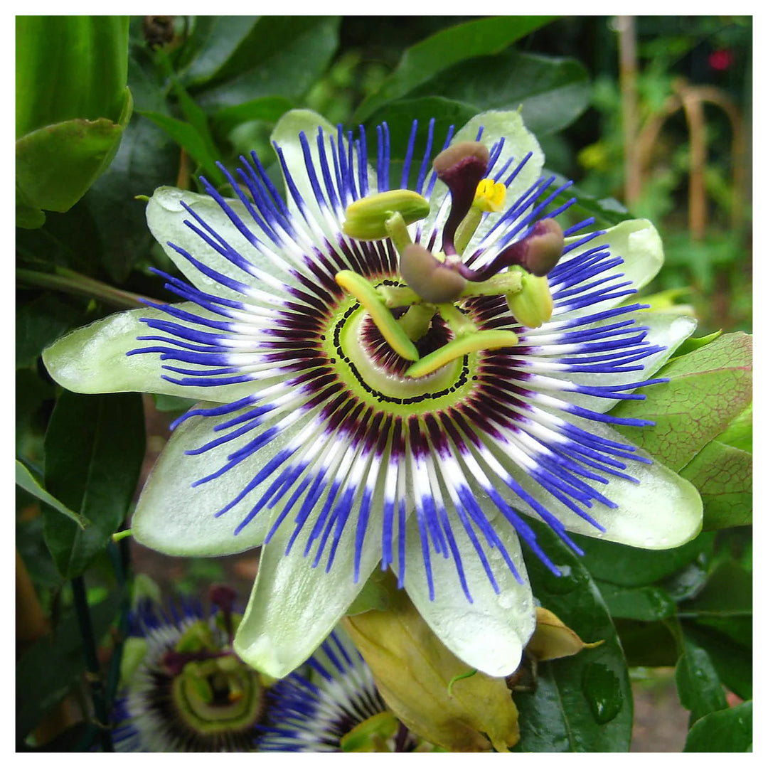 Fresh Mixed Passion Flower Seeds for Garden Planting – Heirloom, Non-GMO, High Germination Organic Garden Seeds | Neera Seeds product photo [neera-v4-8b19811a08f1db92e2f1]
