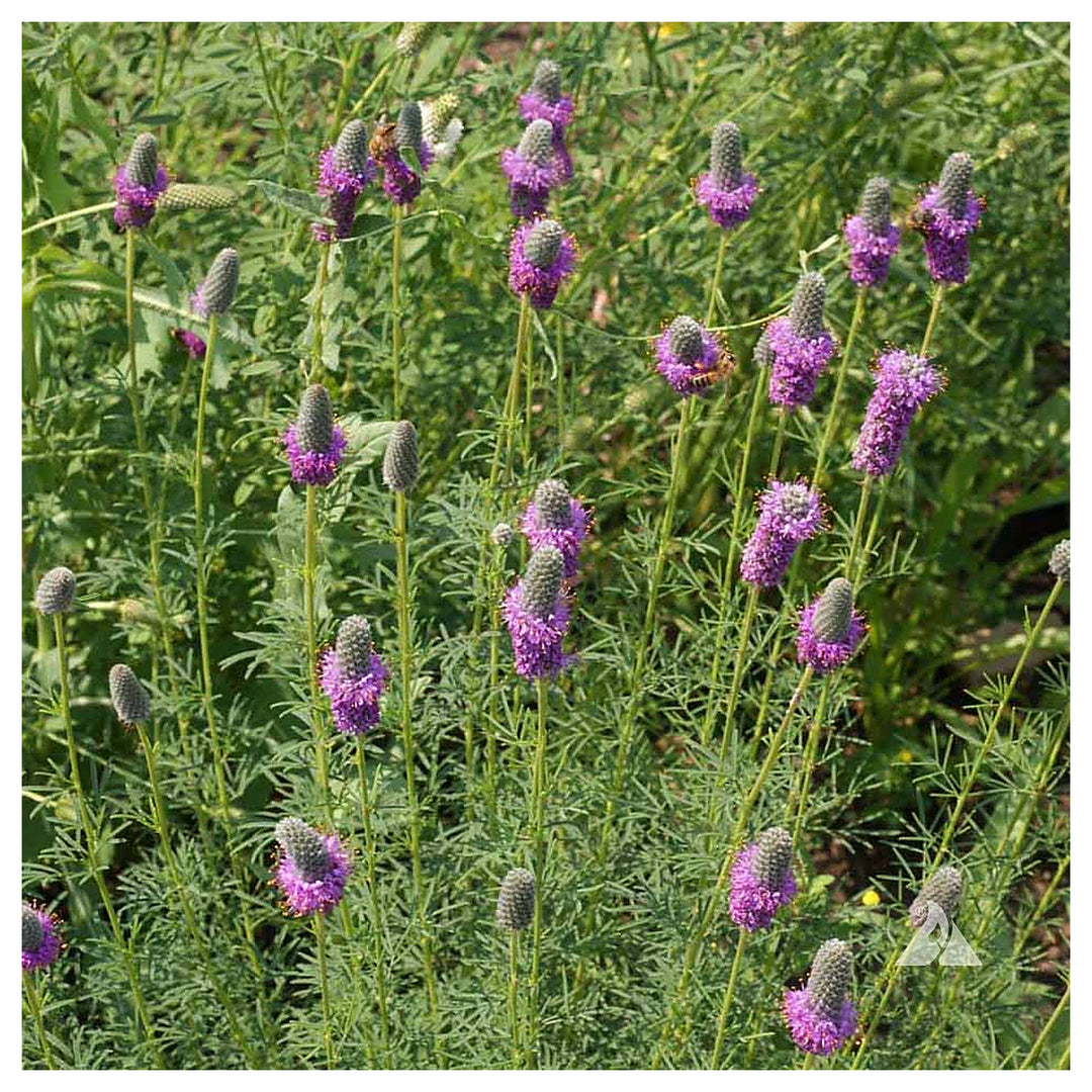 Heirloom Non-GMO Prairie Wildflower Seeds for Planting – Native Perennial Mix for Pollinator Gardens | Neera Seeds product photo [neera-v4-8b31c5a3f47db58a3e34]