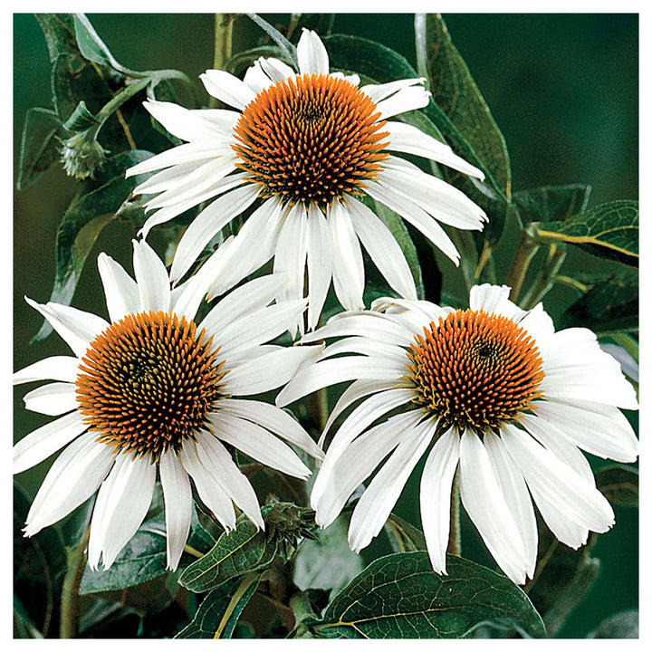White Echinacea Swan Planting Botanical Interests Heirloom Non Gmo Perennial Pollinator | Neera Seeds product photo [neera-v4-8b31d83c4b7a65d08b95]