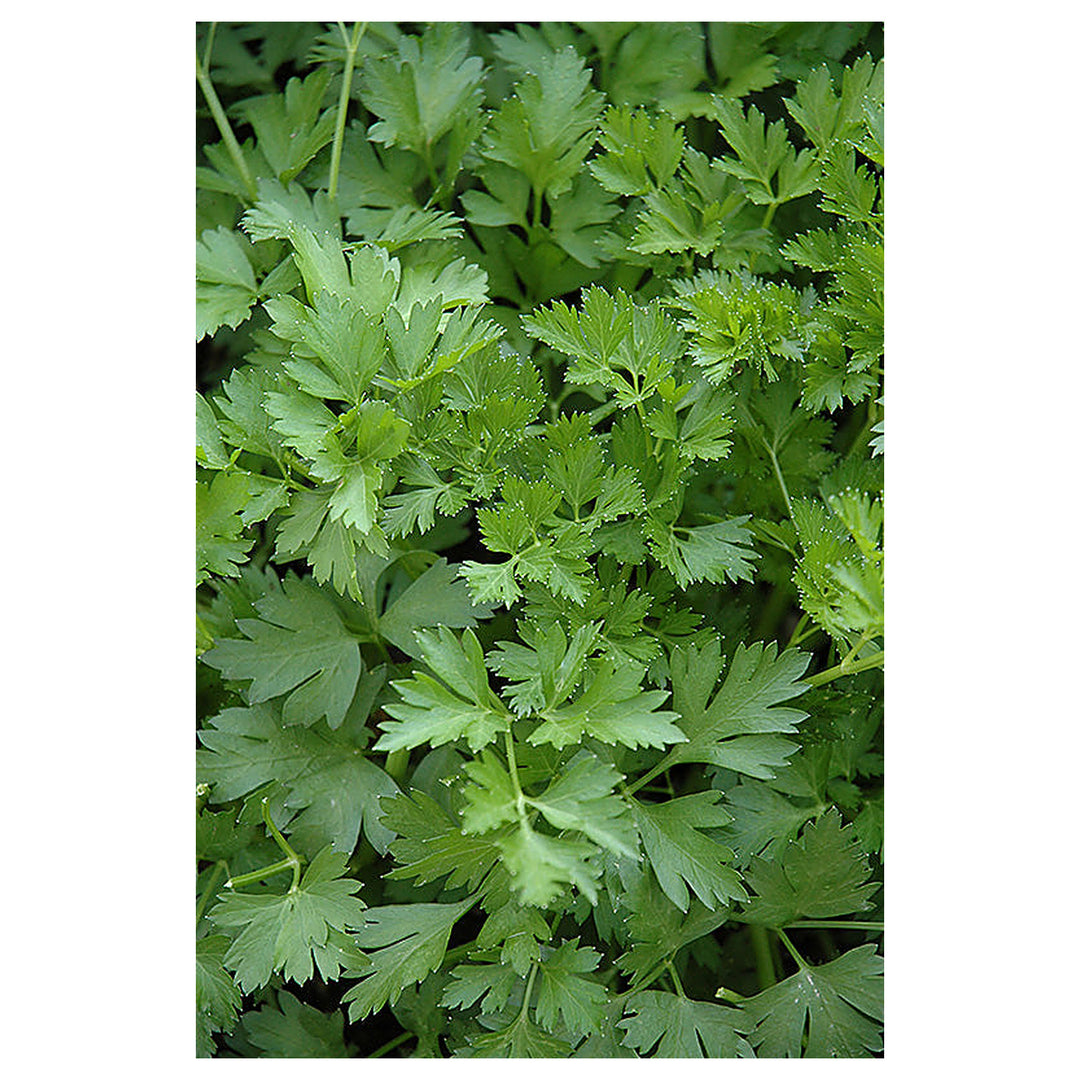 Italian Parsley Herb Seeds for Planting - Non-GMO and Heirloom seeds for home garden | Neera Seeds product photo [neera-v4-8b4706b70ec74fbe035e]