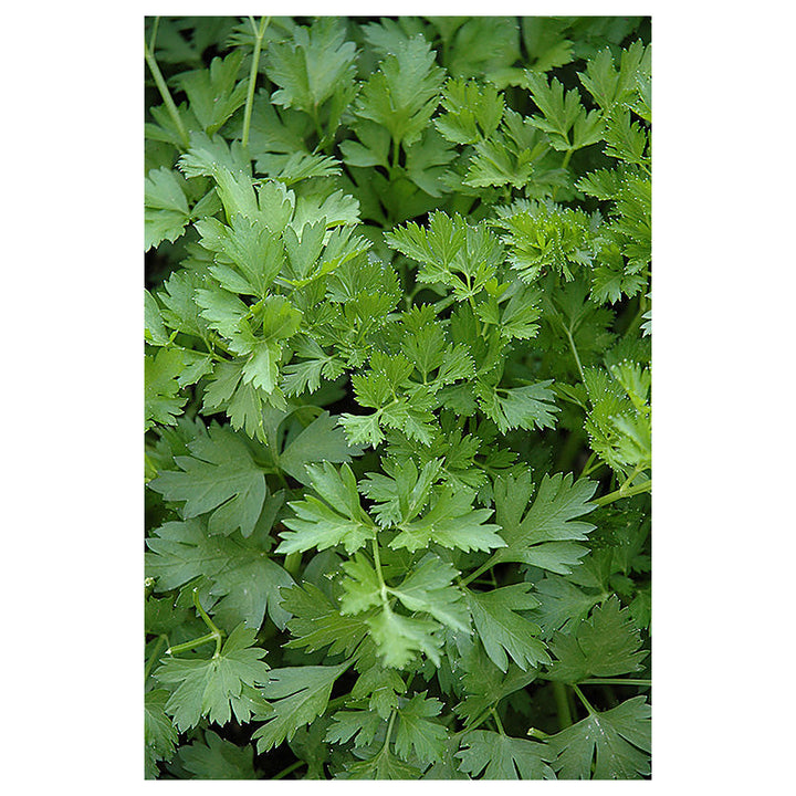 Italian Parsley Herb Seeds for Planting - Non-GMO and Heirloom seeds for home garden | Neera Seeds product photo [neera-v4-8b4706b70ec74fbe035e]