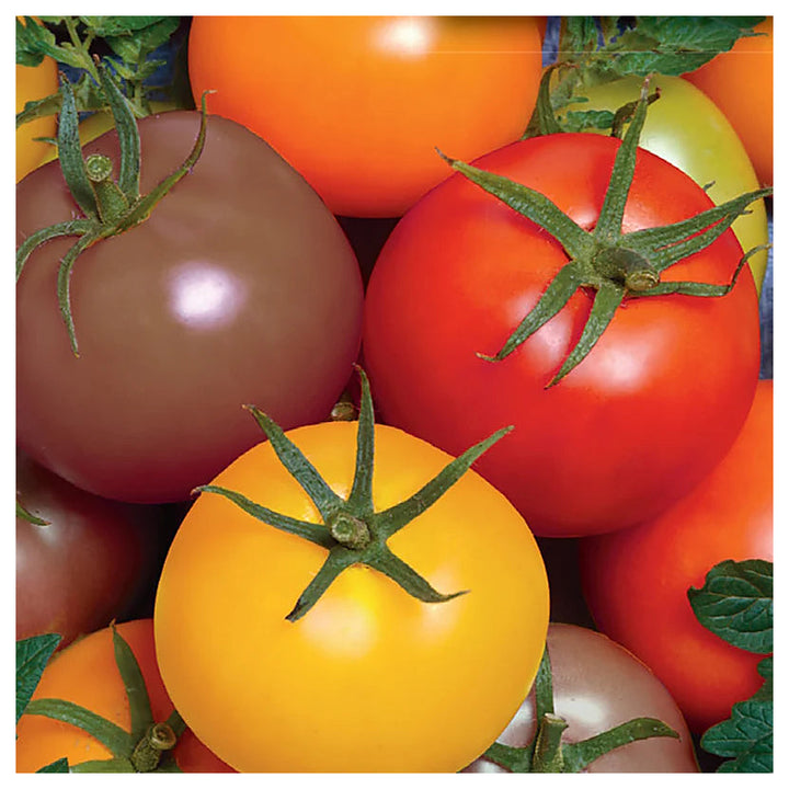 Heirloom Mixed Giant Monster Tomato Seeds for Planting – Non-GMO, High Germination Organic Garden Seeds | Neera Seeds product photo [neera-v4-8b4be7306e9294327f36]