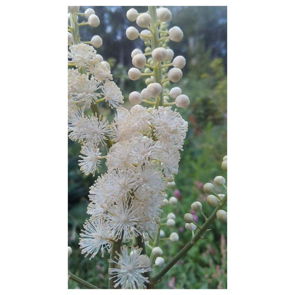 Heirloom Non-GMO Cimicifuga Racemosa Flower Seeds for Planting – Fragrant Blooms for Shaded Gardens | Neera Seeds product photo [neera-v4-8b4f9bf6acddb57a3279]