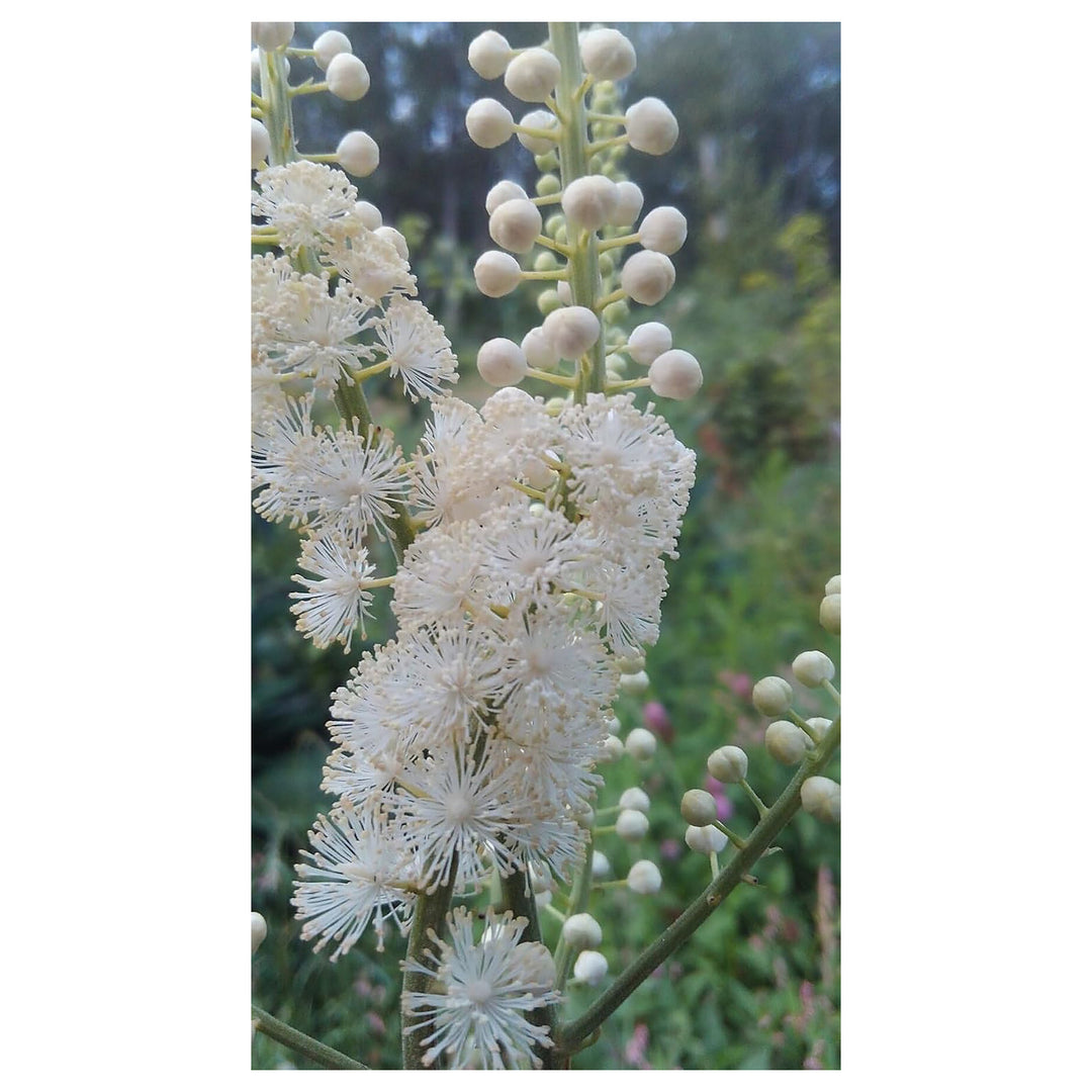 Heirloom Non-GMO Cimicifuga Racemosa Flower Seeds for Planting – Fragrant Blooms for Shaded Gardens | Neera Seeds product photo [neera-v4-8b4f9bf6acddb57a3279]