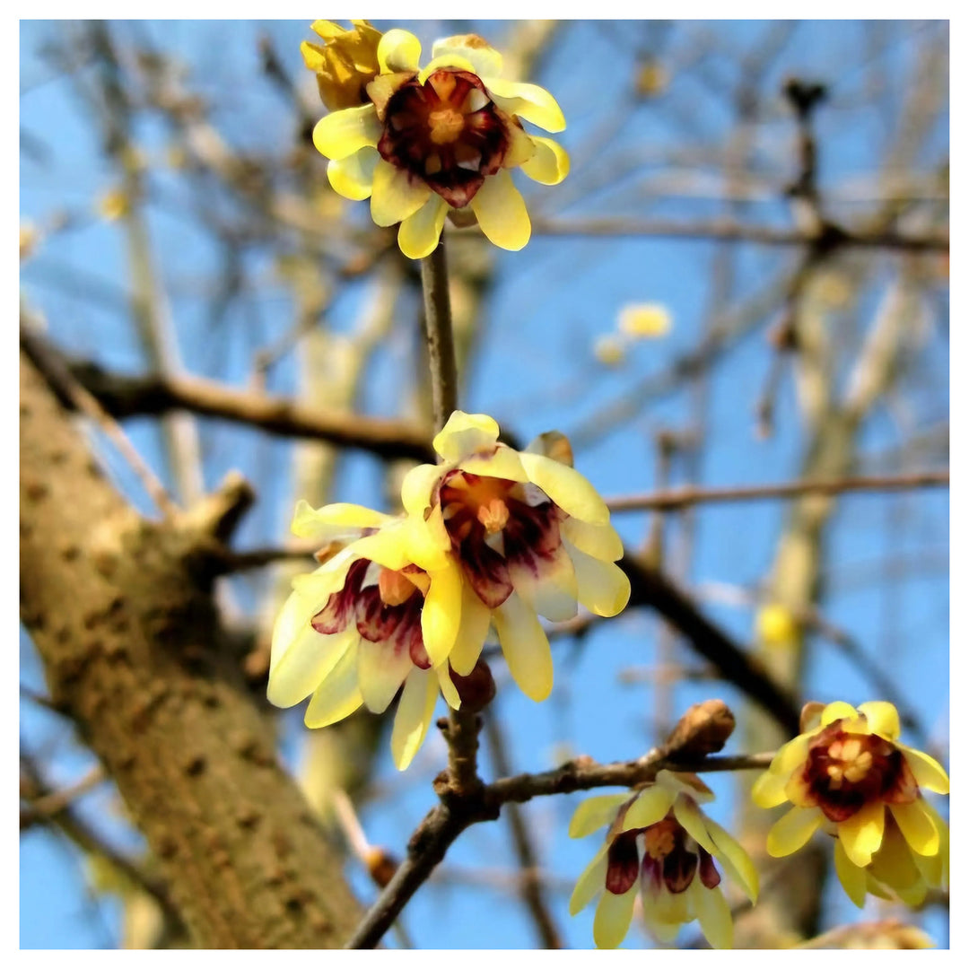 Chimonanthus Wintersweet Flower Seeds – Heirloom, Non-GMO Flower Seeds for Planting | Neera Seeds product photo [neera-v4-8b71afb2bb59ce22940d]