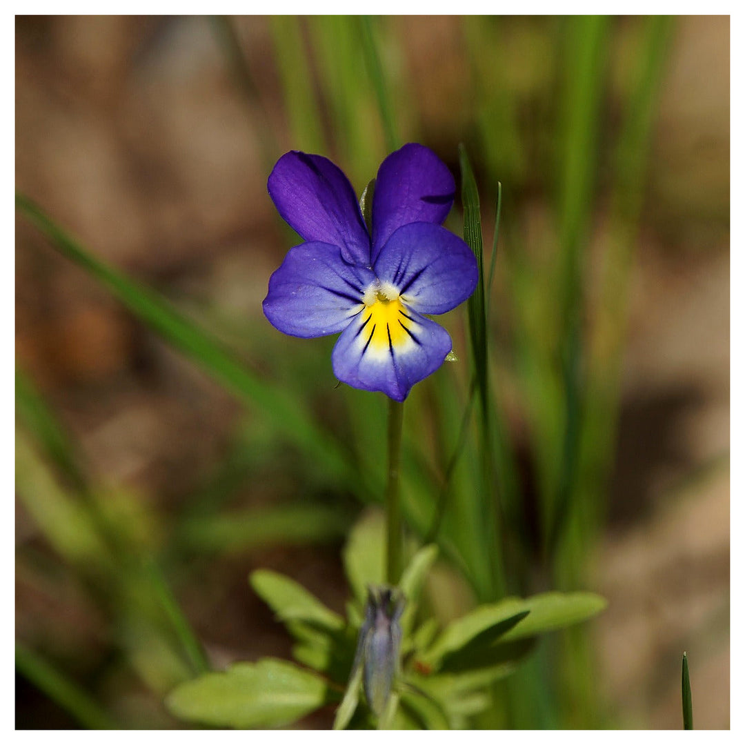 Pansy Viola Tricolor Mini Flower For Planting Perfect For Containers Window Boxes Cottage | Neera Seeds product photo [neera-v4-8b7c48abe43d92fe8fde]