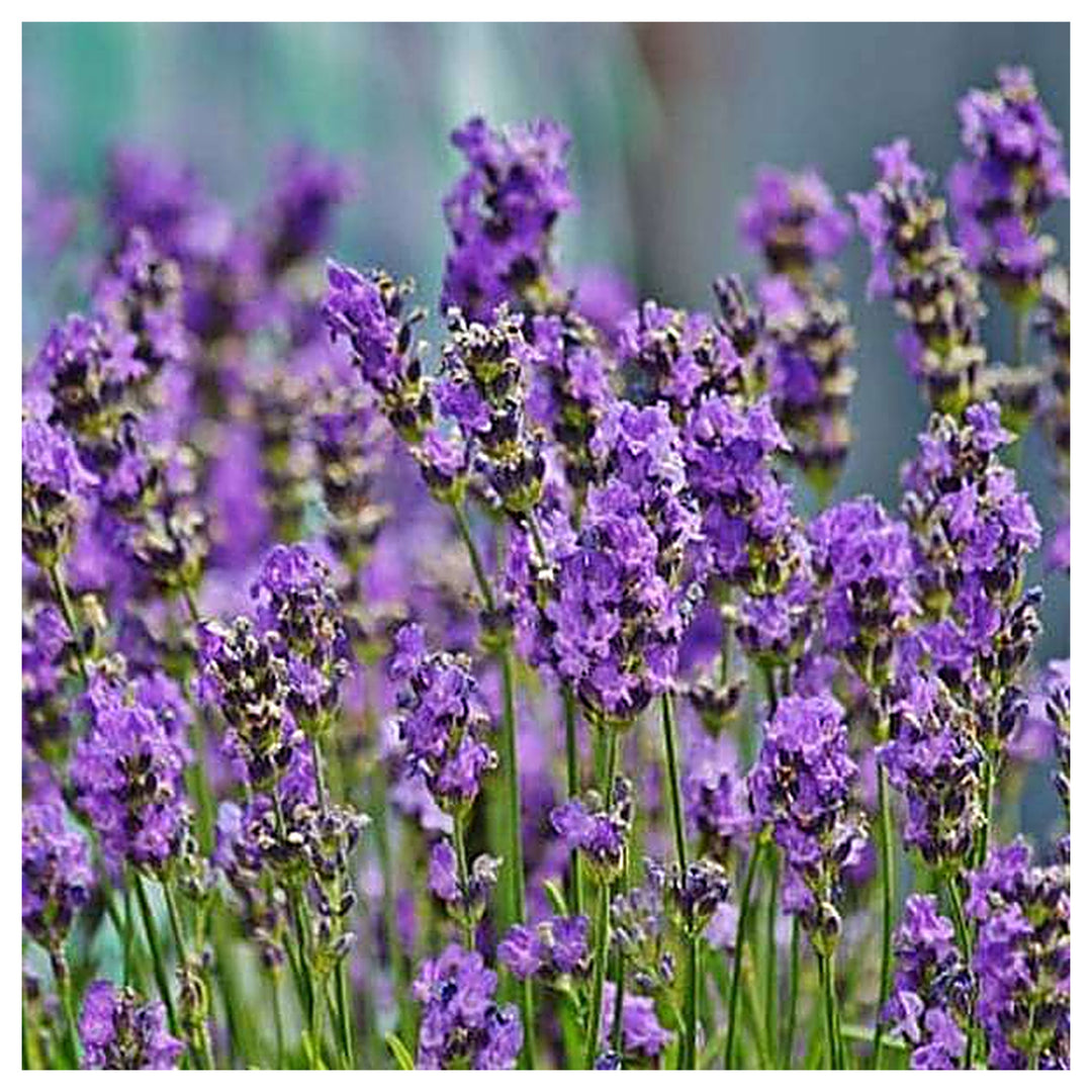 Lavender Plant Seeds for Planting – Fragrant Ornamental Garden Growth, Heirloom Non-GMO Organic Garden Seeds | Neera Seeds product photo [neera-v4-8b800fee6f128a3503de]