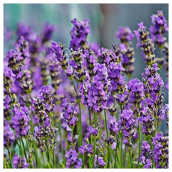 Lavender Plant Seeds for Planting – Fragrant Ornamental Garden Growth, Heirloom Non-GMO Organic Garden Seeds | Neera Seeds product photo [neera-v4-8b800fee6f128a3503de]
