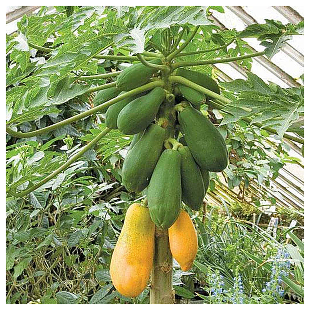 Carica Papaya Fruit Tree Seeds for Planting – Grow Sweet Papaya Trees, Heirloom & Non-GMO Seeds | Neera Seeds product photo [neera-v4-8b939dfd0ca8e1ab4a33]