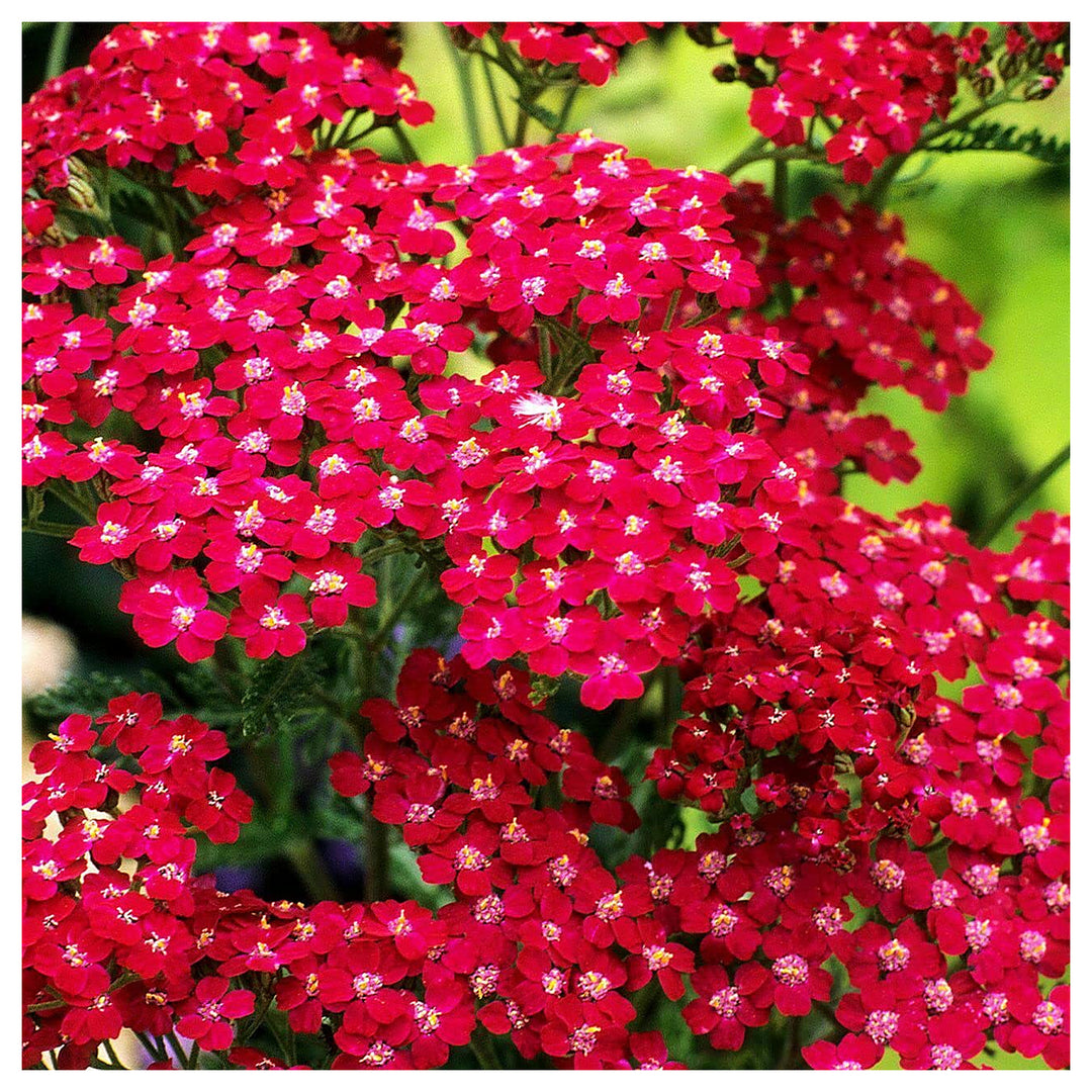 Red Heirloom Non Gmo Fun Yarrow Colorful And Resilient Garden Flowers Flower Seeds Home | Neera Seeds product photo [neera-v4-8b9da718a72390bdf4db]