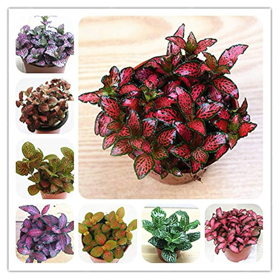 Fittonia Verschaffeltii Green Pink Ornamental Plant Seeds – Heirloom Non-GMO High Germination Organic Seeds for Pla | Neera Seeds product photo [neera-v4-8b9e7fa4ab4a9879ffe8]