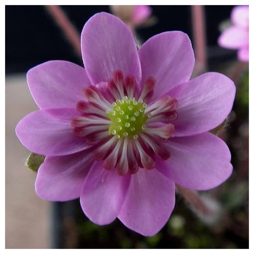 Pink Heirloom England Aster Wildflower Flower Bulk Planting Garden Projects Flower Seeds | Neera Seeds product photo [neera-v4-8ba1e128715fca5955d6]