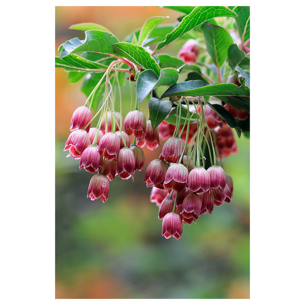 Heirloom Non-GMO Enkianthus Campanulatus Flower Seeds for Planting – Elegant Bell-Shaped Blooms for Ornamental Gard | Neera Seeds product photo [neera-v4-8ba3662a427b0c6ce22e]