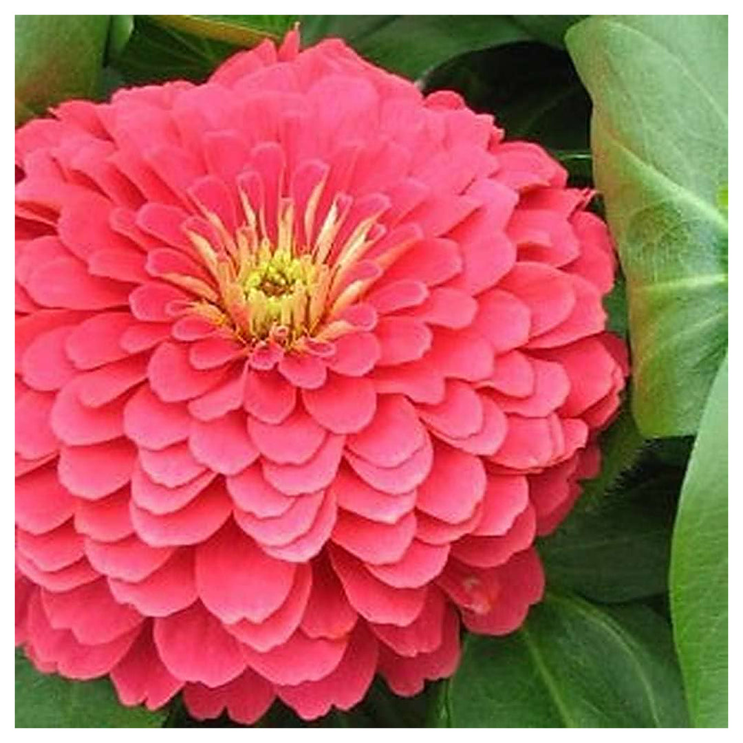 Rose Zinnia Flower Stunning Garden Balcony Planting Flower Seeds Home Garden Planting, | Neera Seeds product photo [neera-v4-8ba44fbd51bdcaaad507]