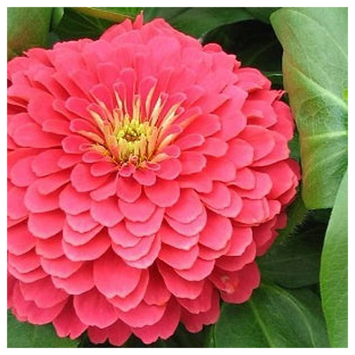 Rose Zinnia Flower Stunning Garden Balcony Planting Flower Seeds Home Garden Planting, | Neera Seeds product photo [neera-v4-8ba44fbd51bdcaaad507]