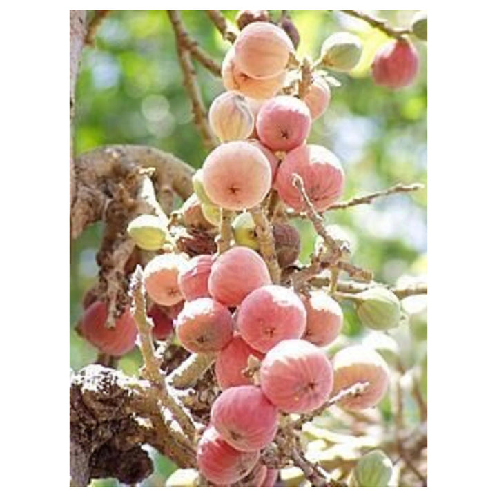 Sycomore Fig (Ficus sycomorus) Seeds – Rare Egyptian Fig, Pink-Yellow African Fig, Heirloom &amp; Non-GMO Seeds | Neera Seeds product photo [neera-v4-8bc3a7df31982cafc322]