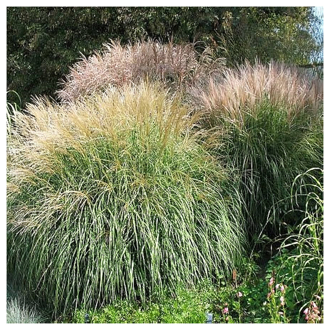 Premium Green Miscanthus Grass Seeds for Planting – Fragrant Ornamental Landscape Grass Seeds for Home Garden, Lawn | Neera Seeds product photo [neera-v4-8bc4d32acb7fd4631301]