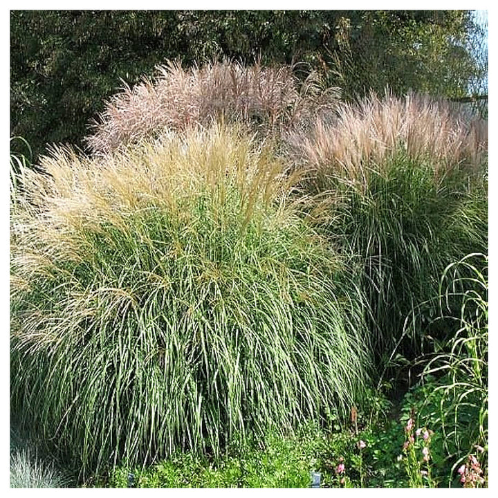 Premium Green Miscanthus Grass Seeds for Planting – Fragrant Ornamental Landscape Grass Seeds for Home Garden, Lawn | Neera Seeds product photo [neera-v4-8bc4d32acb7fd4631301]