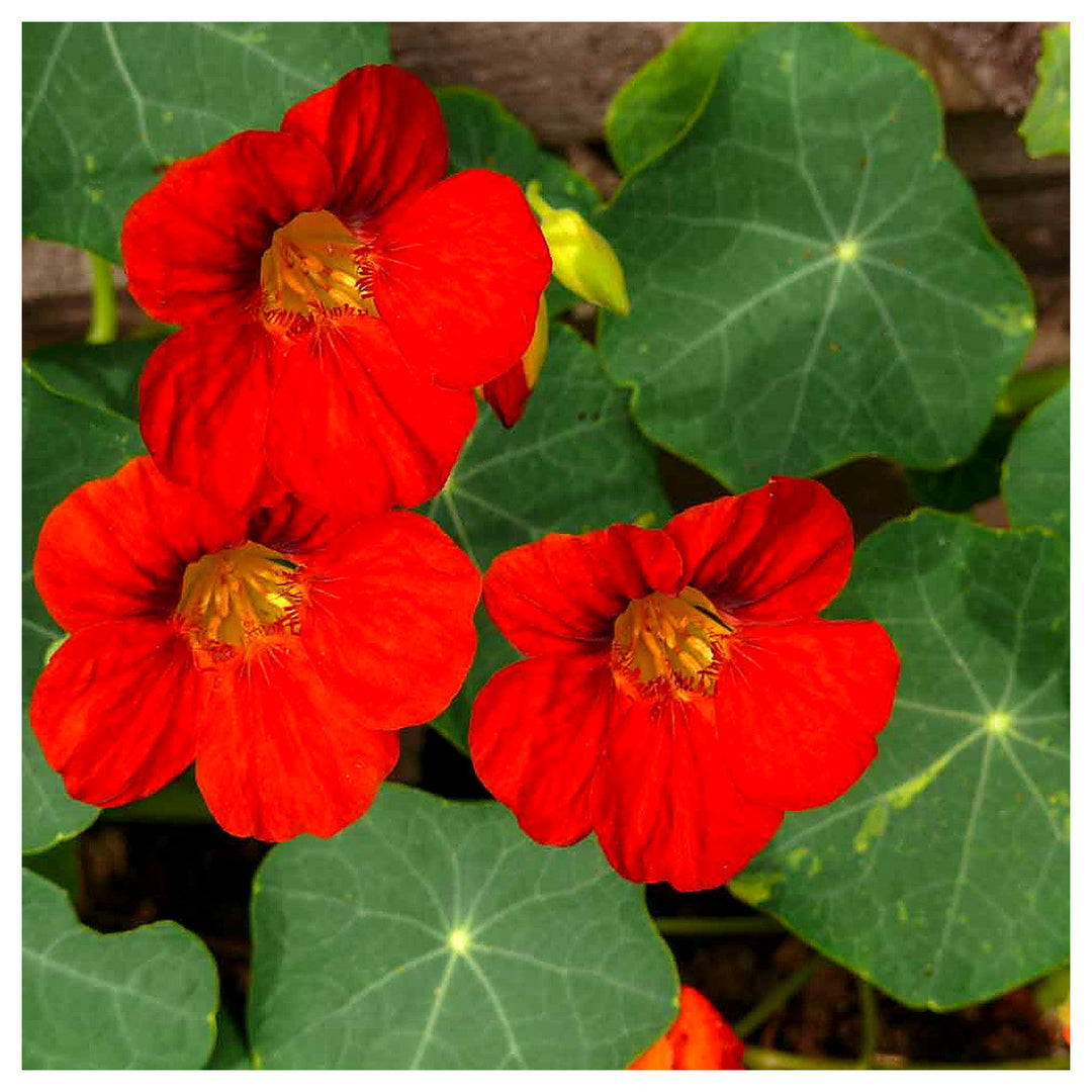 Heirloom Non-GMO Nasturtium Flower Seeds for Planting – Edible, High Germination Vibrant Blooms | Neera Seeds product photo [neera-v4-8bd9d290eca6f97043ee]