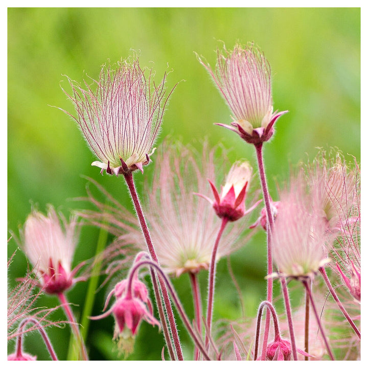 Heirloom Non-GMO Smoke Flower Seeds for Garden Planting – Unique Ornamental Blooms Variety | Neera Seeds product photo [neera-v4-8be78a73c77cbbe54862]