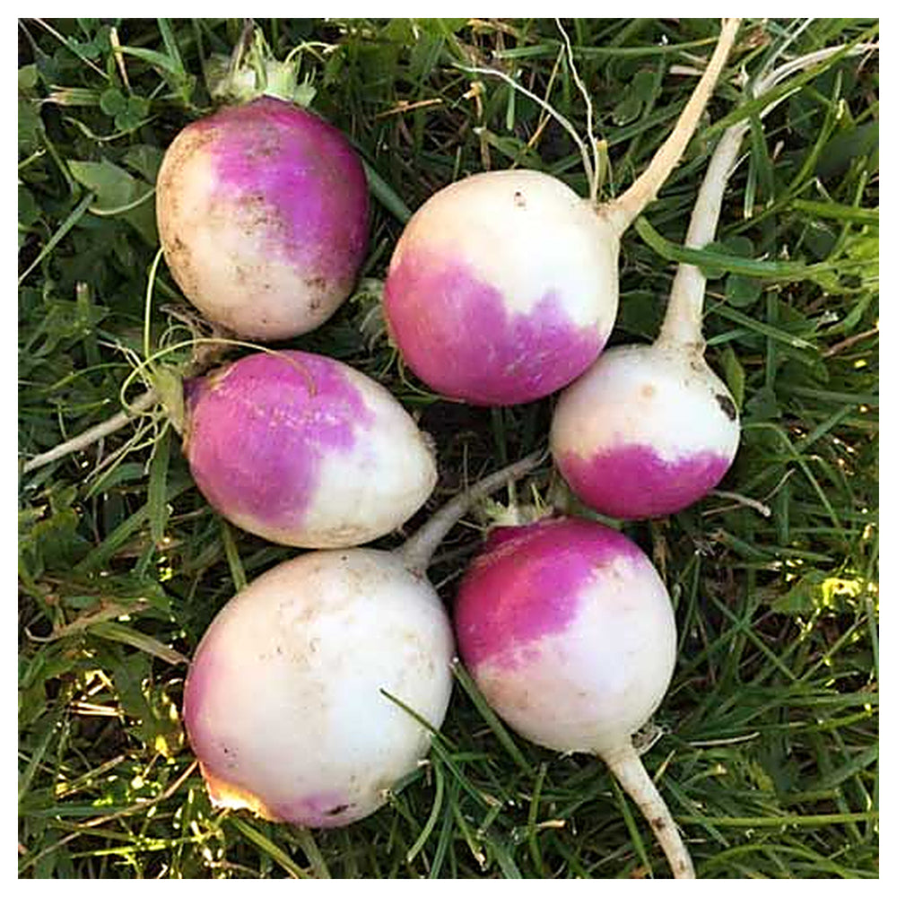 Turnip Purple Top Seeds – Heirloom, Fast-Growing, High Yield Vegetable Seeds for Home Garden | Neera Seeds product photo [neera-v4-8bec3c1f0a9569e1e961]