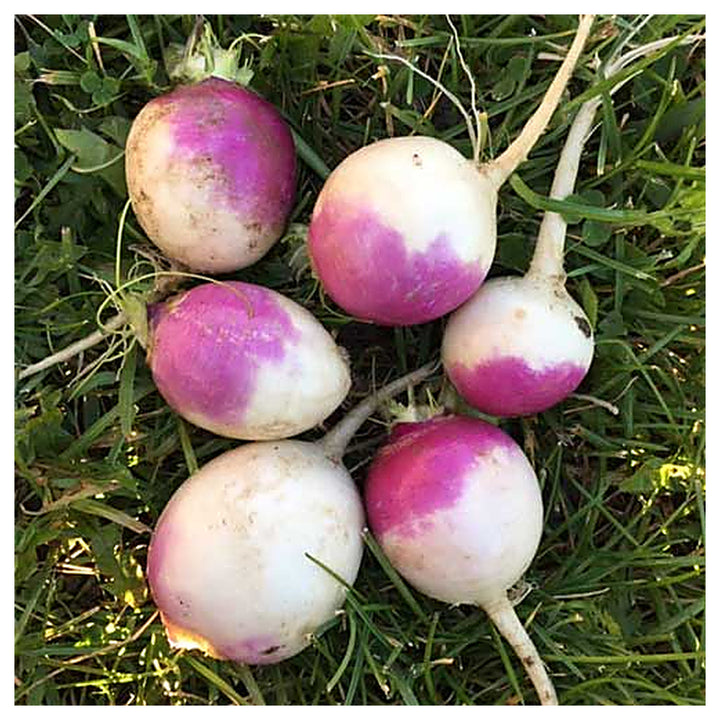 Turnip Purple Top Seeds – Heirloom, Fast-Growing, High Yield Vegetable Seeds for Home Garden | Neera Seeds product photo [neera-v4-8bec3c1f0a9569e1e961]