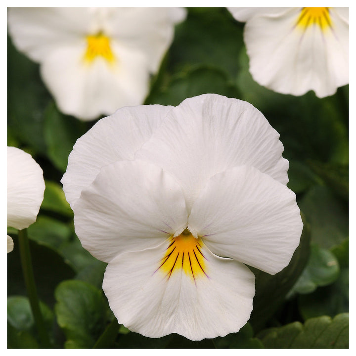Heirloom White Pansy Flower Seeds for Planting, Non-GMO, Organic, Fresh and Vibrant Blooms | Neera Seeds product photo [neera-v4-8beeaccf0cbe32618276]