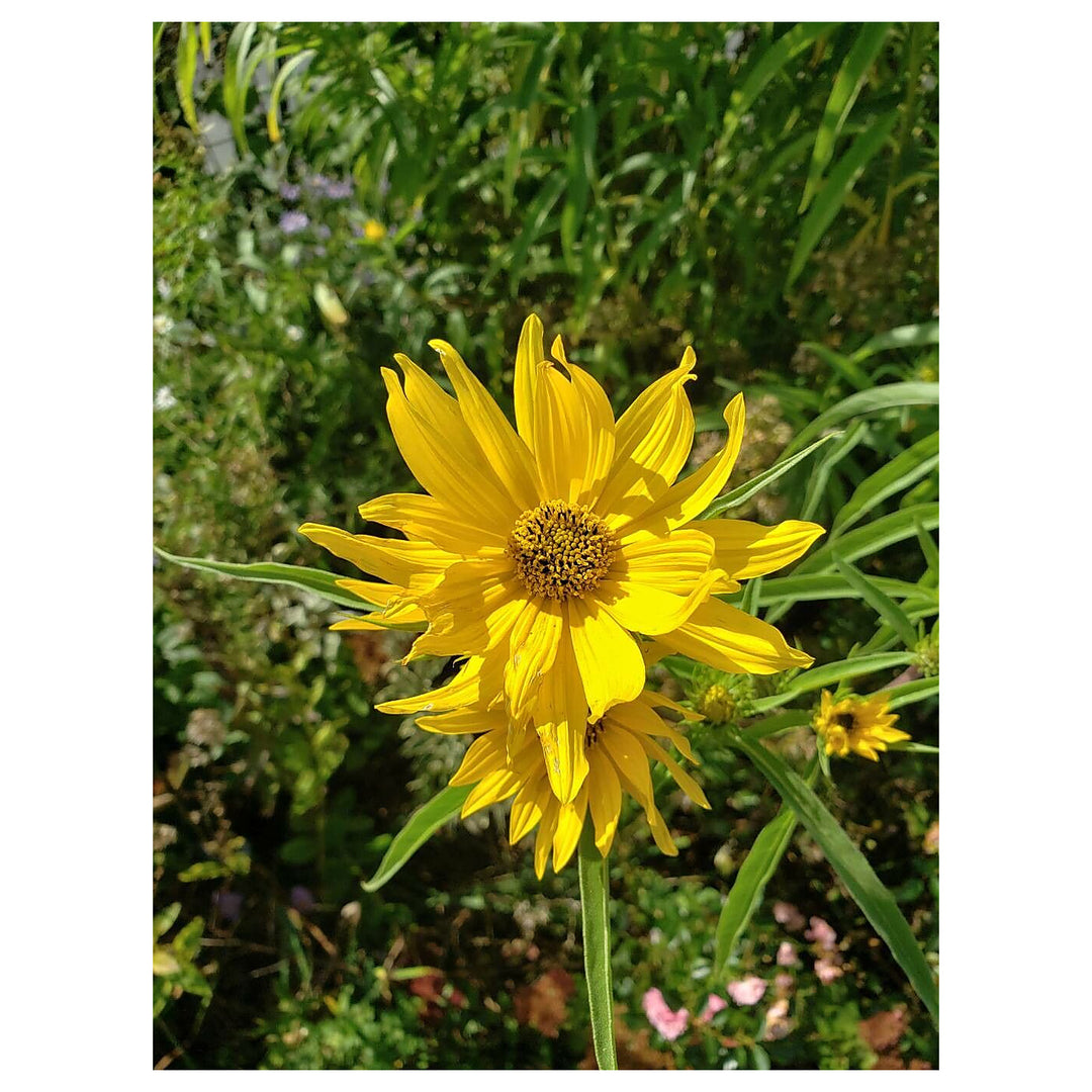 Yellow Maximilian Sunflower Seeds for Planting – Heirloom, Non-GMO, Perennial Pollinator-Friendly Blooms | Neera Seeds product photo [neera-v4-8bef693d6913573bbdd8]