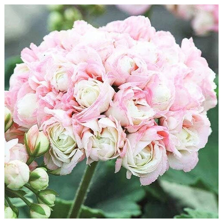Rare Geranium Perennial Flower Flower Seeds Home Garden Planting, Ornamental Organic Blooming | Neera Seeds product photo [neera-v4-8c04020d2b2905bedda5]