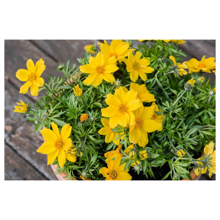 Heirloom Non-GMO Bidens Ferulifolia Flower Seeds for Planting – Bright Pollinator-Friendly Garden Blooms | Neera Seeds product photo [neera-v4-8c0f5716a8aa34ecf4a4]