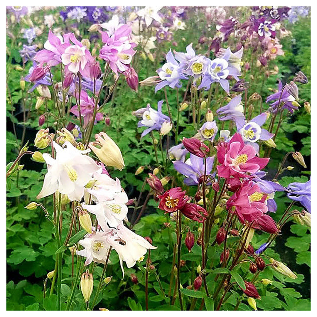 Columbine Biedermeier Flower Seeds for Planting – 100 pcs | Heirloom Non-GMO Organic Garden Blooms | Neera Seeds product photo [neera-v4-8c10f1e50fd088a41a91]