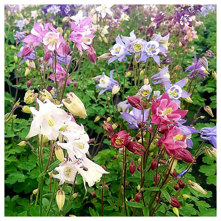 Columbine Biedermeier Flower Seeds for Planting – 100 pcs | Heirloom Non-GMO Organic Garden Blooms | Neera Seeds product photo [neera-v4-8c10f1e50fd088a41a91]