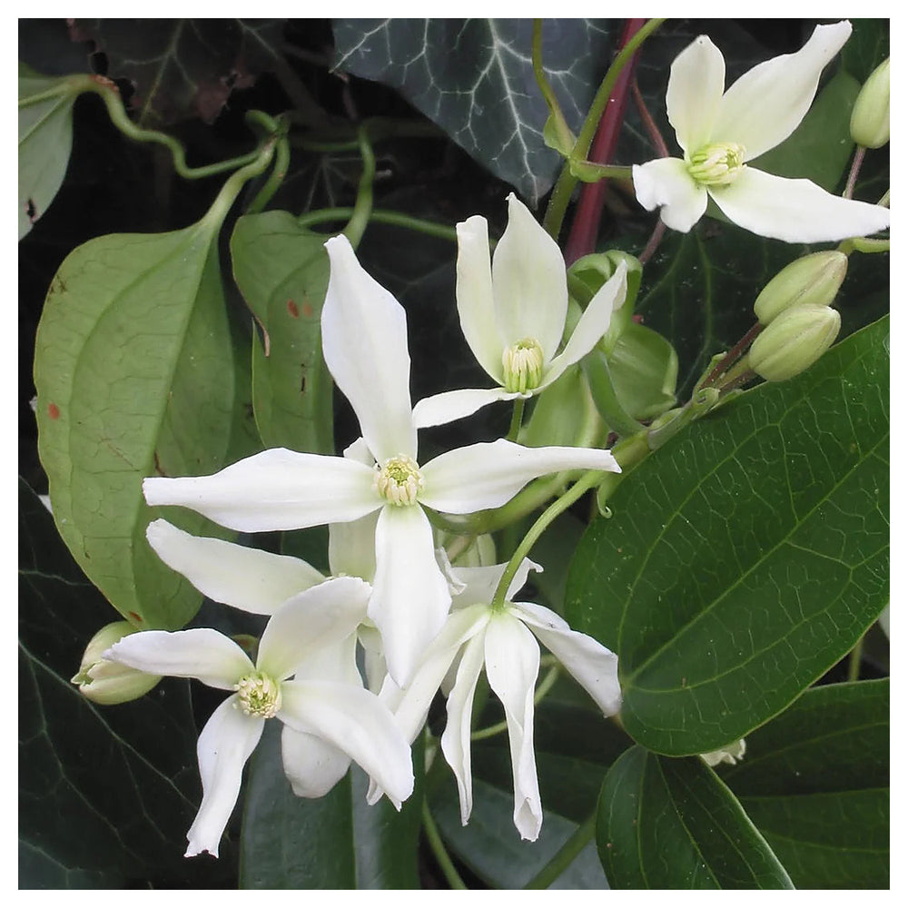 Heirloom Clematis Montana Flower Seeds, Non-GMO Climbing Blooms for Planting | Neera Seeds product photo [neera-v4-8c14ebacc5d5e7e4f50a]