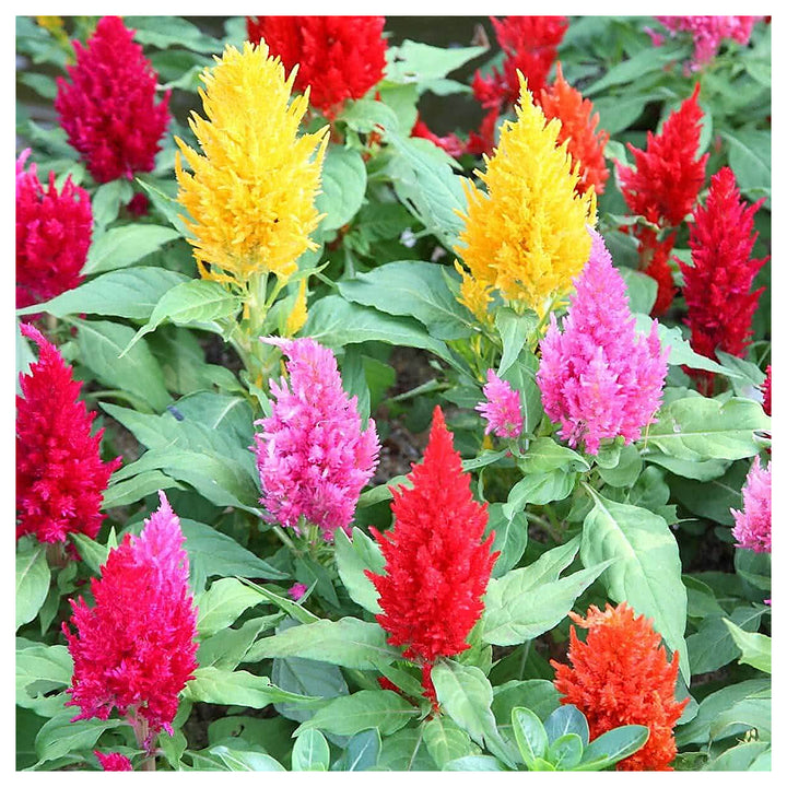 Heirloom Plumosa Celosia Spicata Large Woolflower Flower Beautiful Garden Displays Flower Seeds | Neera Seeds product photo [neera-v4-8c192d356a782a4d67e8]