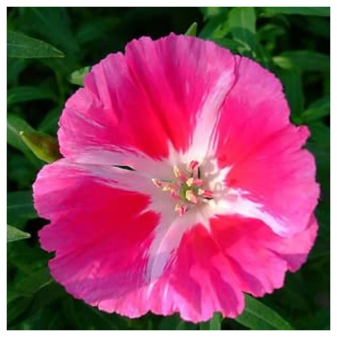 Pink Godetia Flower Seeds for Planting – Heirloom Non-GMO Organic  Garden Seeds with High Germination | Neera Seeds product photo [neera-v4-8c1c36ad4d5a14f59305]
