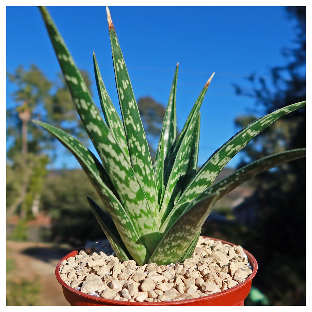 Green Aloe Variegata Plant Seeds – Heirloom Non-GMO Seeds for Planting | High Germination Organic Garden Seeds | Neera Seeds product photo [neera-v4-8c2be4eba65d14726db3]