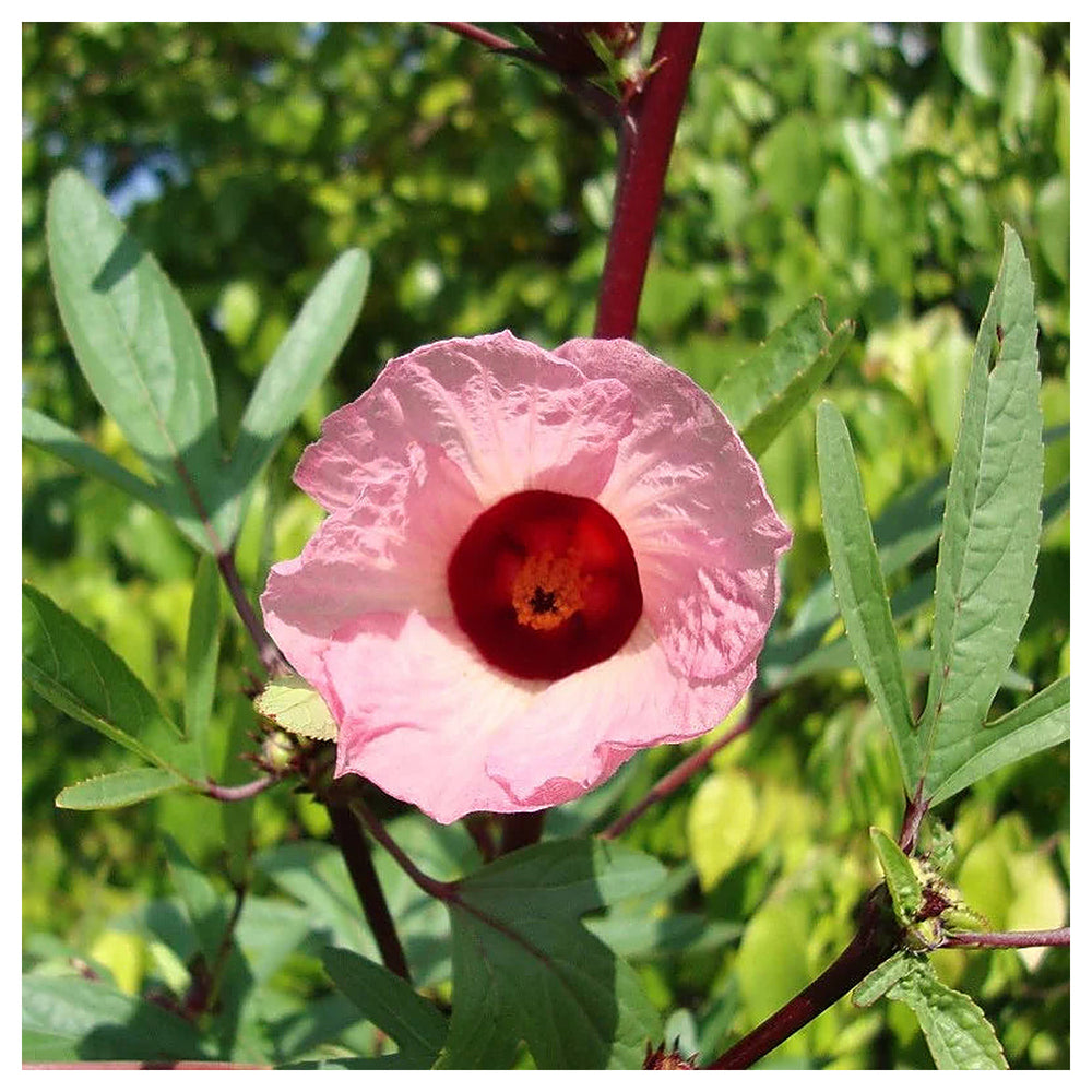 Roselle Hibiscus Sabdariffa Plant Seeds for Planting – Heirloom, Non-GMO, High Germination Organic Garden Seeds | Neera Seeds product photo [neera-v4-8c2d23913765150f9c1f]