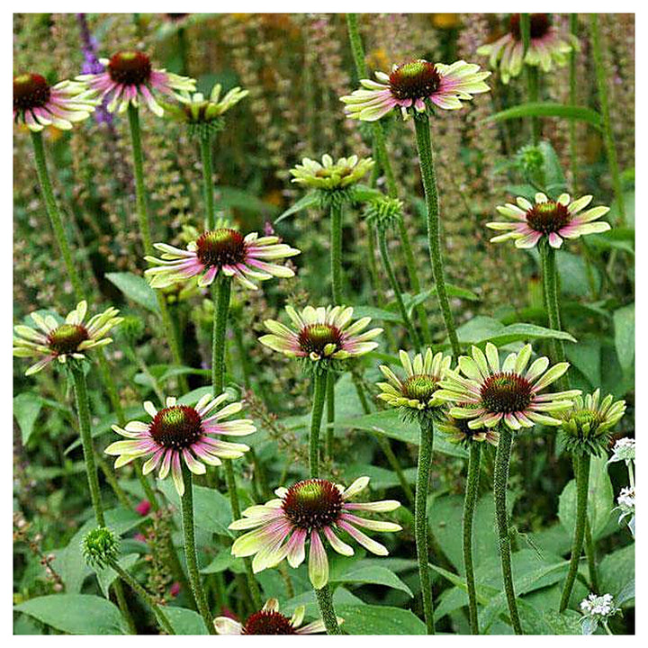 Green Coneflower Seeds – Heirloom Non-GMO High Germination Seeds for Planting Pollinator-Friendly Garden Flowers | Neera Seeds product photo [neera-v4-8c3e21fd290092c3c5d9]
