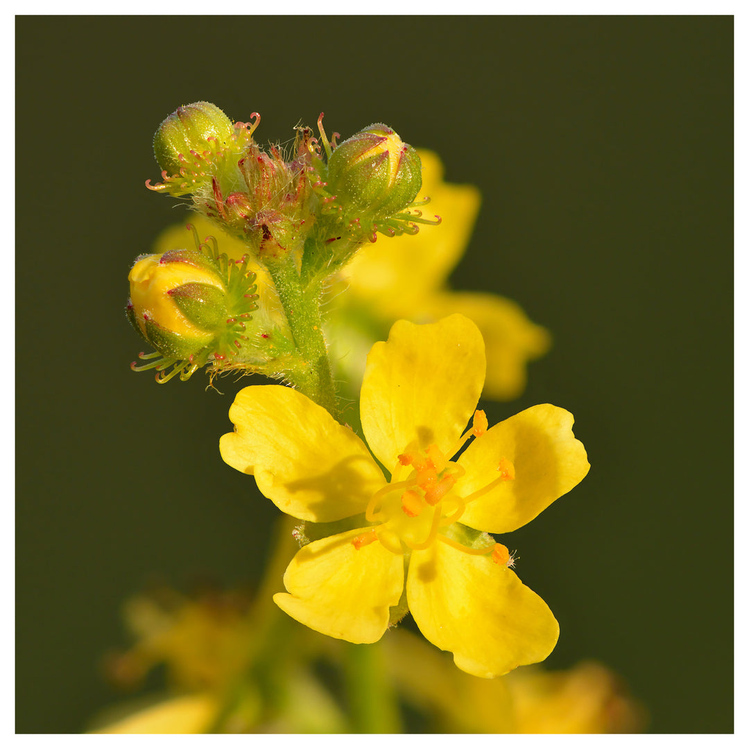Agrimony Flower Seeds – Heirloom, Non-GMO, Medicinal Herb Blooms for Garden Planting | Neera Seeds product photo [neera-v4-8c48d222f02de6c819f8]