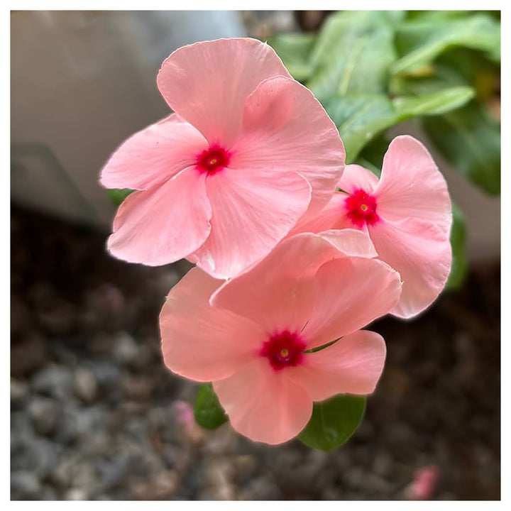 Titan Apricot Rosea Periwinkle Vinca Seeds for Planting – Heirloom, Non-GMO, Organic Garden Seeds with High Germina | Neera Seeds product photo [neera-v4-8c4a172f351fc6f09871]