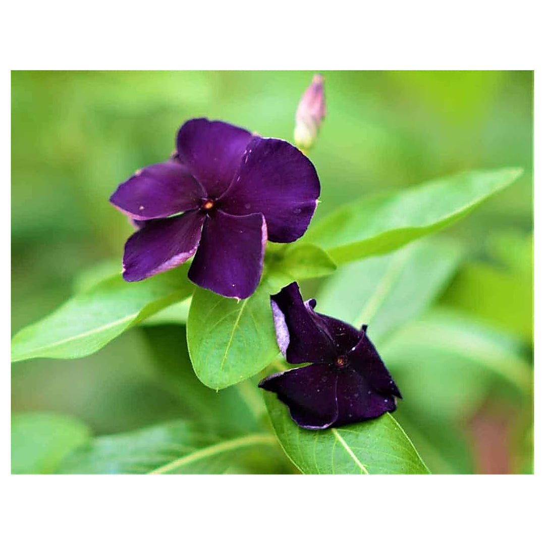 Purple Vinca Flower Seeds for Planting, NON GMO Seeds | Neera Seeds product photo [neera-v4-8c54214099e7d85a47b7]