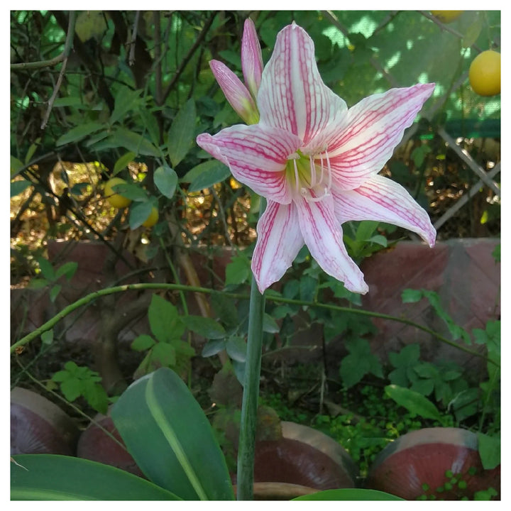 Heirloom Non-GMO White Pink Hippeastrum Rutilum Flower Seeds for Garden Planting – Exotic Amaryllis Blooms | Neera Seeds product photo [neera-v4-8c5421651d8587d4e005]