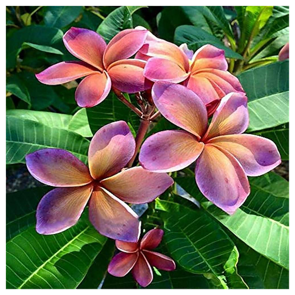 Purple Yellow Frangipani Flower Seeds – Heirloom Non-GMO Plumeria Seeds for Planting & Fragrant Gardens | Neera Seeds product photo [neera-v4-8c61f23815a8931c1a28]