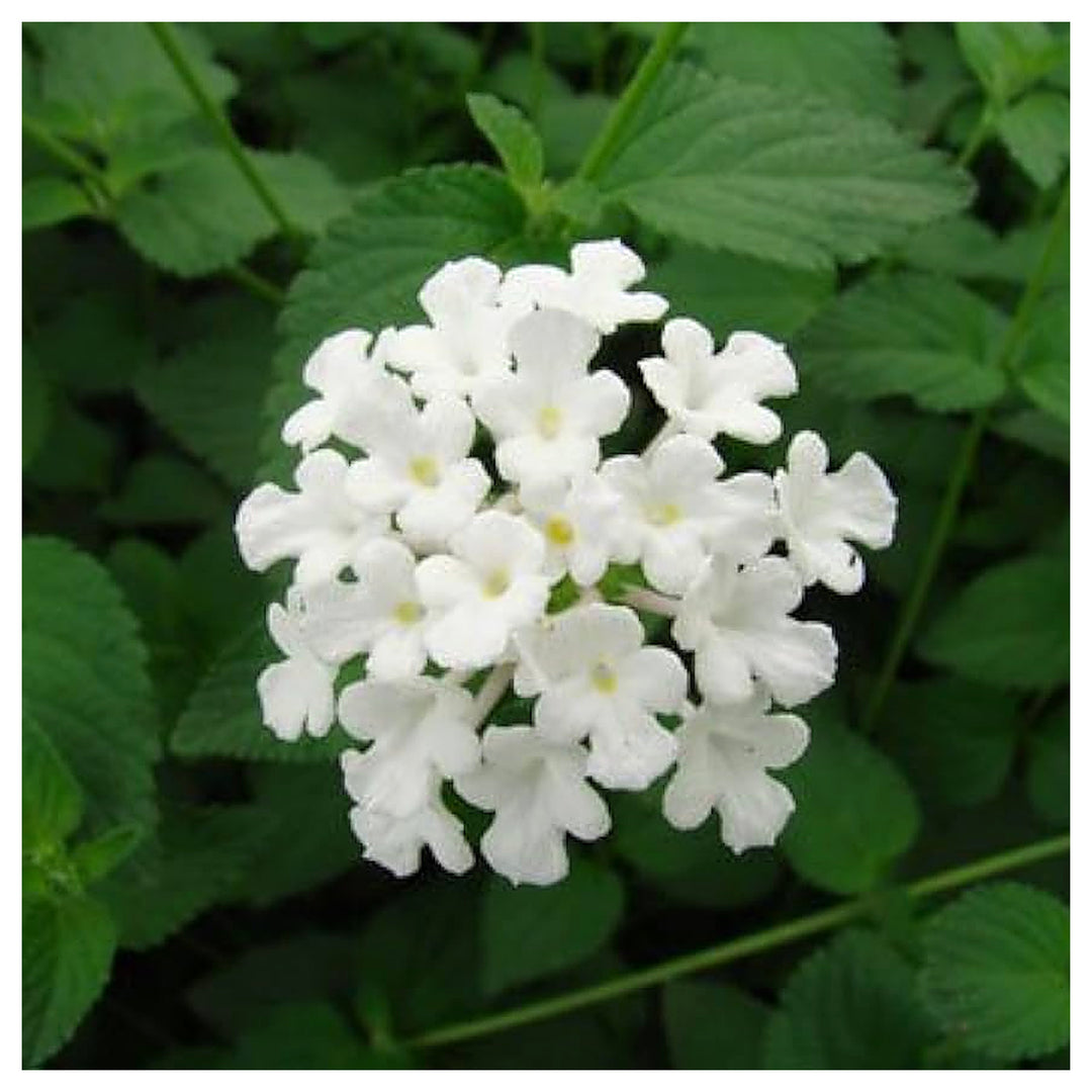 White Simplers Joy Mix Planting Flower Bed Home Garden Flower Seeds Home Garden Planting, | Neera Seeds product photo [neera-v4-8c630759fadeda74fc39]