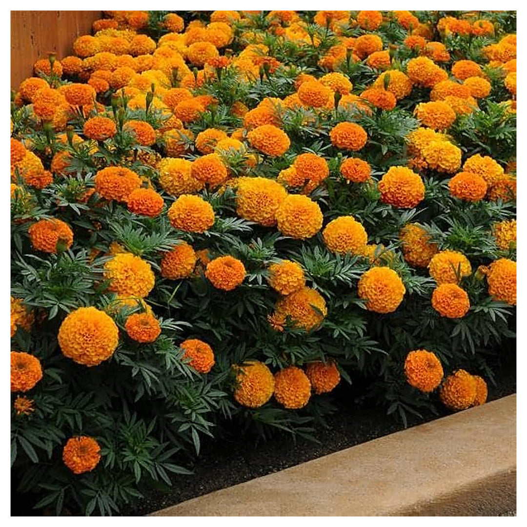 Hohe Gelb Mit Roter Mitte Marigold Vibrant Flowers Colorful Gardens Flower Seeds Home | Neera Seeds product photo [neera-v4-8c93c08e16b614418e92]