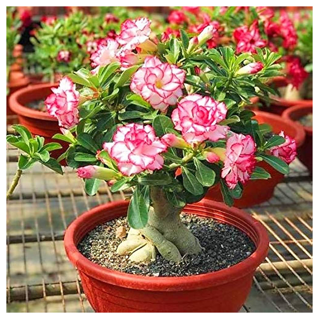 Red Yellow Kekhuaye Desert Rose Planting Adenium Obesum Flower Perennial Exotic Heirloom Non | Neera Seeds product photo [neera-v4-8c955ecf462654d48de1]